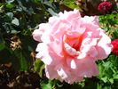 Filename : Greek Rose.jpg.JPG
Filesize : 566KB
Dimensions : 1280x960
Date added : Jul 02, 2005 Greek Rose.jpg.JPG