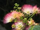 flowers Patmos.jpg