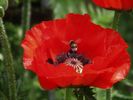hommel.JPG