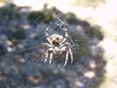 Filename : spider.jpg
Filesize : 182KB
Dimensions : 568x426
Date added : Jul 17, 2005 spider.jpg
