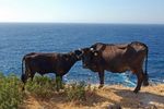 Cows on the way of Armenistis to Nas DSC_0011.jpg