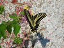Filename : butterfly.jpg
Filesize : 175KB
Dimensions : 1024x768
Date added : Jul 07, 2005 butterfly.jpg