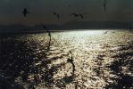 Filename : birds.jpg
Filesize : 255KB
Dimensions : 874x584
Date added : Oct 23, 2005 birds.jpg