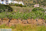 Pistache trees Aegina | Marathonas | Greece  1 - Photo JustGreece.com