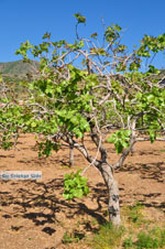 Pistache trees Aegina | Marathonas | Greece  2 - Photo JustGreece.com