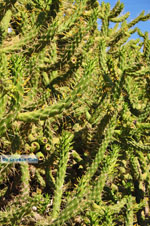 Marathonas Cactus plants | Aegina | Greece  1 - Photo JustGreece.com
