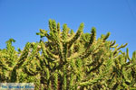 Marathonas Cactus plants | Aegina | Greece  2 - Photo JustGreece.com