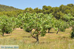JustGreece.com Pistache trees near Palaiochora | Aegina | Greece  Photo 1 - Foto van JustGreece.com