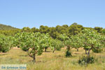 Pistache trees near Palaiochora | Aegina | Greece  Photo 2 - Photo JustGreece.com