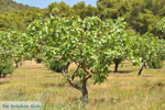 JustGreece.com Pistache trees near Palaiochora | Aegina | Greece  Photo 3 - Foto van JustGreece.com