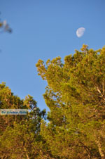 Pine trees Angistri (Agkistri) | Greece | Greece  Photo 1 - Photo JustGreece.com