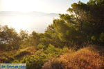 Pine trees Angistri (Agkistri) | Greece | Greece  Photo 5 - Photo JustGreece.com