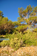 Pine trees Angistri (Agkistri) | Greece | Greece  Photo 6 - Photo JustGreece.com