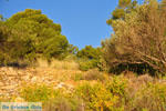 Pine trees Angistri (Agkistri) | Greece | Greece  Photo 7 - Photo JustGreece.com