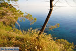 Pine trees Angistri (Agkistri) | Greece | Greece  Photo 9 - Photo JustGreece.com