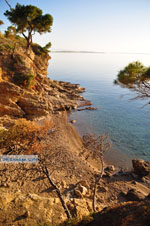 Klein Sandy beach between the dennebomen near Skala | Angistri (Agkistri) - Saronic Gulf Islands - Greece | Photo 3 - Photo JustGreece.com