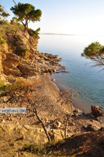 Klein Sandy beach between the dennebomen near Skala | Angistri (Agkistri) - Saronic Gulf Islands - Greece | Photo 4 - Photo JustGreece.com