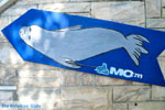 MOM, Monachus-Monachus seals Alonissos | Sporades Photo 1 - Photo JustGreece.com