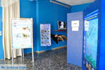 MOM, Monachus-Monachus seals Alonissos | Sporades Photo 2 - Photo JustGreece.com