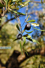 Olive tree near Steni Vala Alonissos | Sporades | Greece  - Photo JustGreece.com