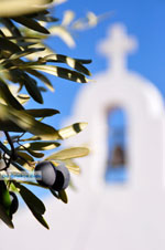 JustGreece.com Olive tree near chappel Agios Petros Steni Vala Alonissos | Sporades | Greece  - Foto van JustGreece.com