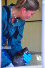 MOM, Monachus-Monachus seals Alonissos | Sporades Photo 11 - Photo JustGreece.com