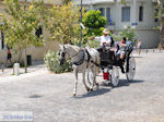 JustGreece.com Paard and koets in Athens - Foto van JustGreece.com