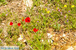 JustGreece.com Bloemen in Penteli near Athens | Attica | Attica - Foto van JustGreece.com