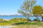 Nea Makri near Athens | Attica - Central Greece | Greece  Photo 41 - Photo JustGreece.com