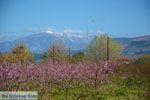 On the way to Giannitsa to Edessa | Pella Macedonia Photo 6 - Photo JustGreece.com