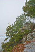 Dennenbossen near Olympus | Pieria Macedonia | Greece - Photo JustGreece.com