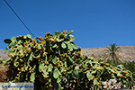 JustGreece.com Nimborio Halki - Island of Halki Dodecanese - Photo 136 - Foto van JustGreece.com