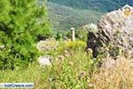 JustGreece.com Delphi (Delfi) | Fokida | Central Greece  Photo 83 - Foto van JustGreece.com