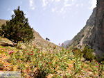 JustGreece.com From Agia Roumeli to the Samaria gorge | Chania Crete | Greece - Foto van JustGreece.com