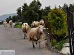 JustGreece.com Traditional Village Deliana | Chania Crete | Chania Prefecture 16 - Foto van JustGreece.com