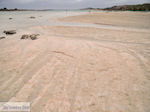 JustGreece.com Sandy beach Elafonisi (Elafonissi) | Chania Crete | Chania Prefecture 13 - Foto van JustGreece.com