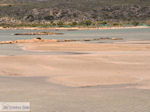 JustGreece.com Sandy beach Elafonisi (Elafonissi) | Chania Crete | Chania Prefecture 53 - Foto van JustGreece.com