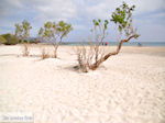 JustGreece.com Sandy beach Elafonisi (Elafonissi) | Chania Crete | Chania Prefecture 76 - Foto van JustGreece.com