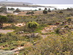 JustGreece.com Sandy beach Elafonisi (Elafonissi) | Chania Crete | Chania Prefecture 78 - Foto van JustGreece.com