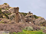 JustGreece.com Wild goats Falassarna (Falasarna) Chania Crete | Greece | Photo 41 - Foto van JustGreece.com