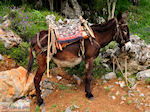 JustGreece.com Lassithi Plateau Crete | Greece | Greece  Photo 27 - Foto van JustGreece.com