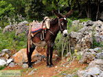 JustGreece.com Lassithi Plateau Crete | Greece | Greece  Photo 28 - Foto van JustGreece.com