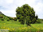 JustGreece.com Lassithi Plateau Crete | Greece | Greece  Photo 34 - Foto van JustGreece.com