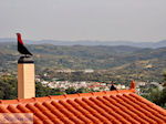 Zaros Crete | Greece | Greece  Photo 23 - Photo JustGreece.com