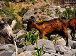 JustGreece.com Samaria gorge | Crete | Greece Photo 3 - Foto van JustGreece.com