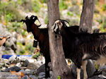 JustGreece.com Samaria gorge | Crete | Greece Photo 4 - Foto van JustGreece.com