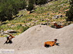 JustGreece.com Samaria gorge | Crete | Greece Photo 6 - Foto van JustGreece.com