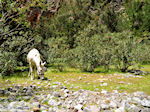 JustGreece.com Samaria gorge | Crete | Greece Photo 17 - Foto van JustGreece.com