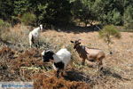 JustGreece.com On the way to Spili to Preveli | South Crete | Greece  Photo 1 - Foto van JustGreece.com