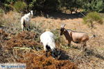 JustGreece.com On the way to Spili to Preveli | South Crete | Greece  Photo 3 - Foto van JustGreece.com